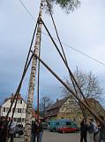 Maibaum 242